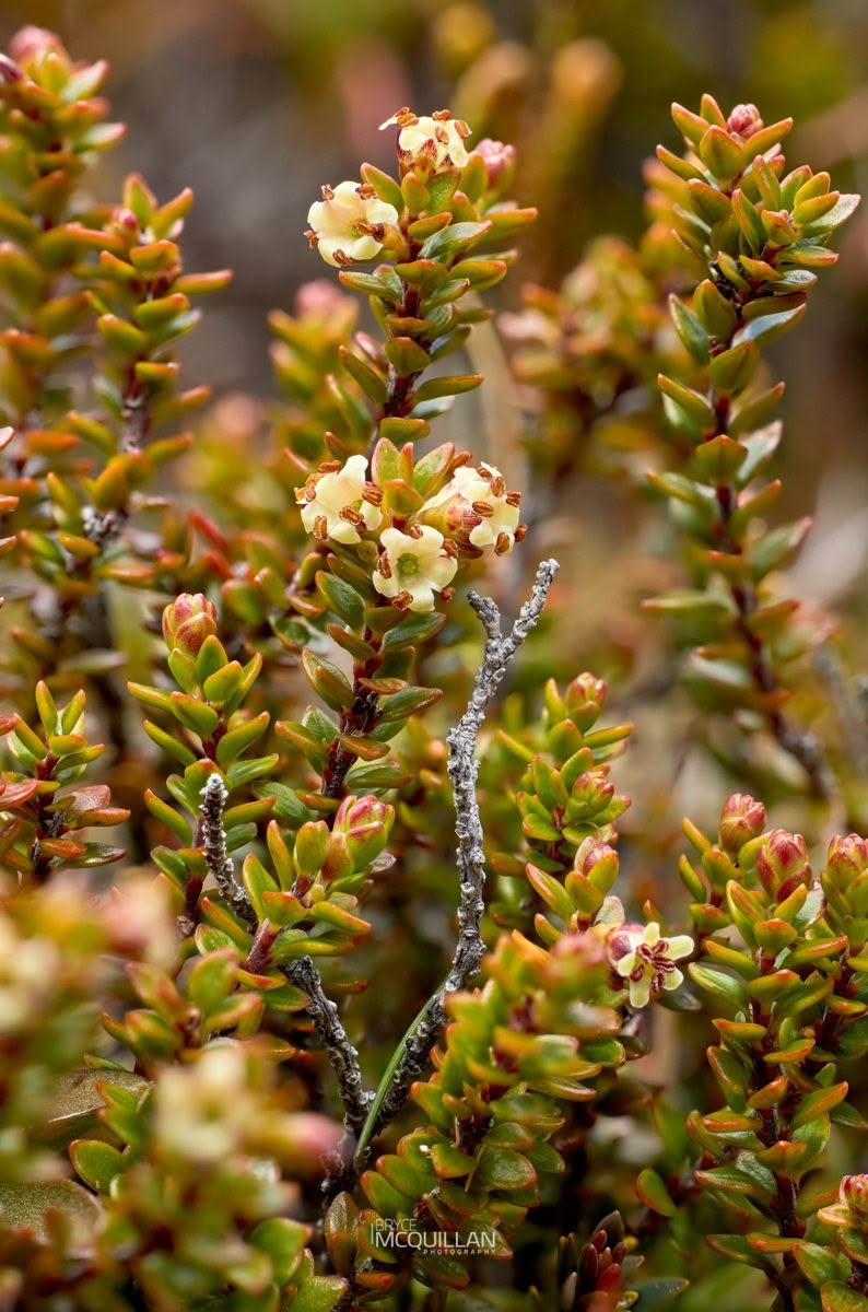 Nehenehe (Epacris alpina), Ericaceae, photographed in New Zealand by Bryce McQuillan