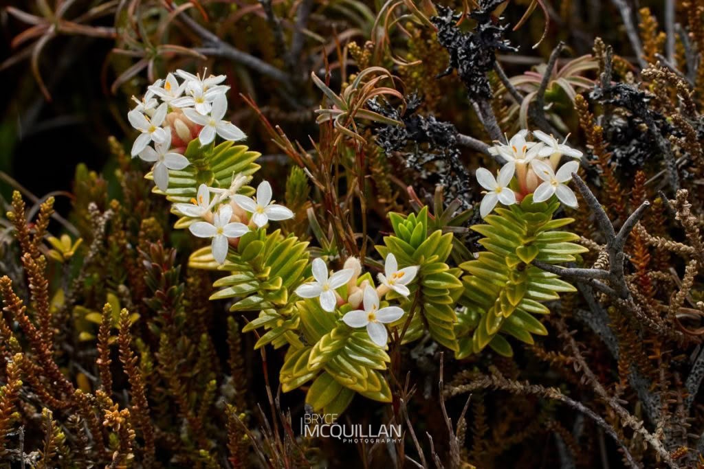 Pimelea buxifolia, photographed in New Zealand by Bryce McQuillan