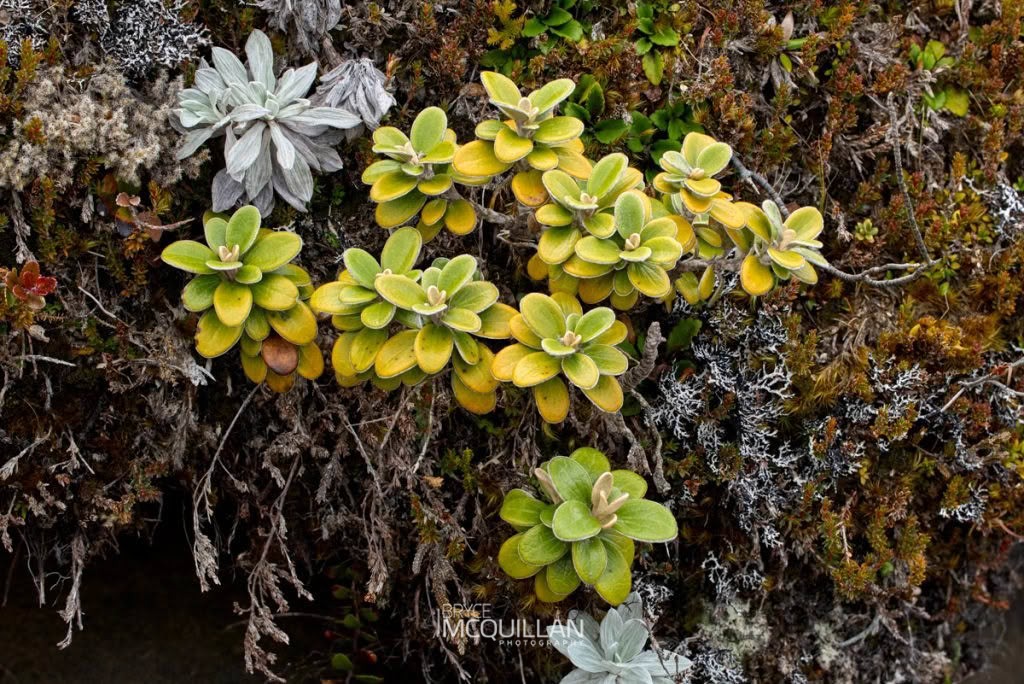 Brachyglottis bidwillii, photographed in New Zealand by Bryce McQuillan