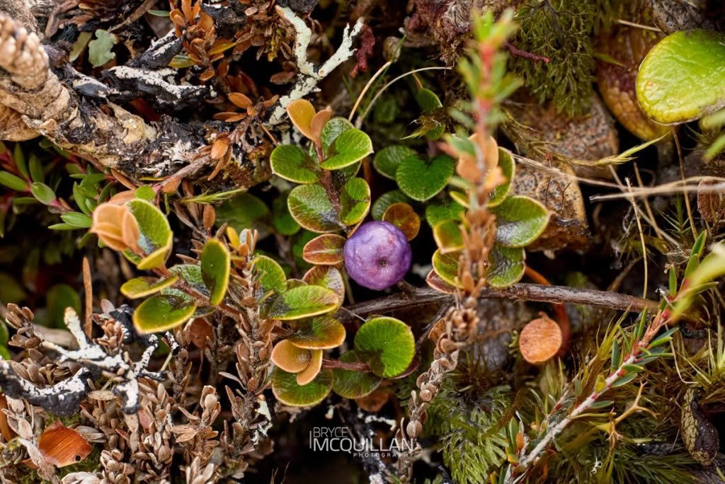 Creeping Mapou (Myrsine nummularia), Primulaceae, photographed in New Zealand by Bryce McQuillan