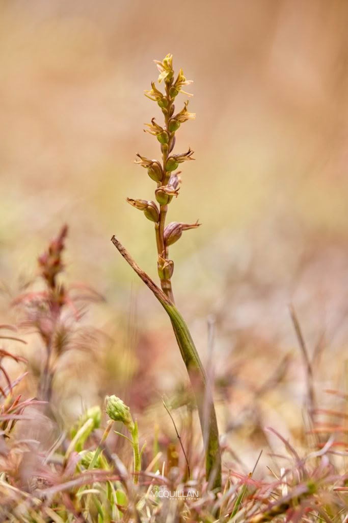 Leek Orchid (Prasophyllum colensoi), Orchidaceae, photographed in New Zealand by Bryce McQuillan