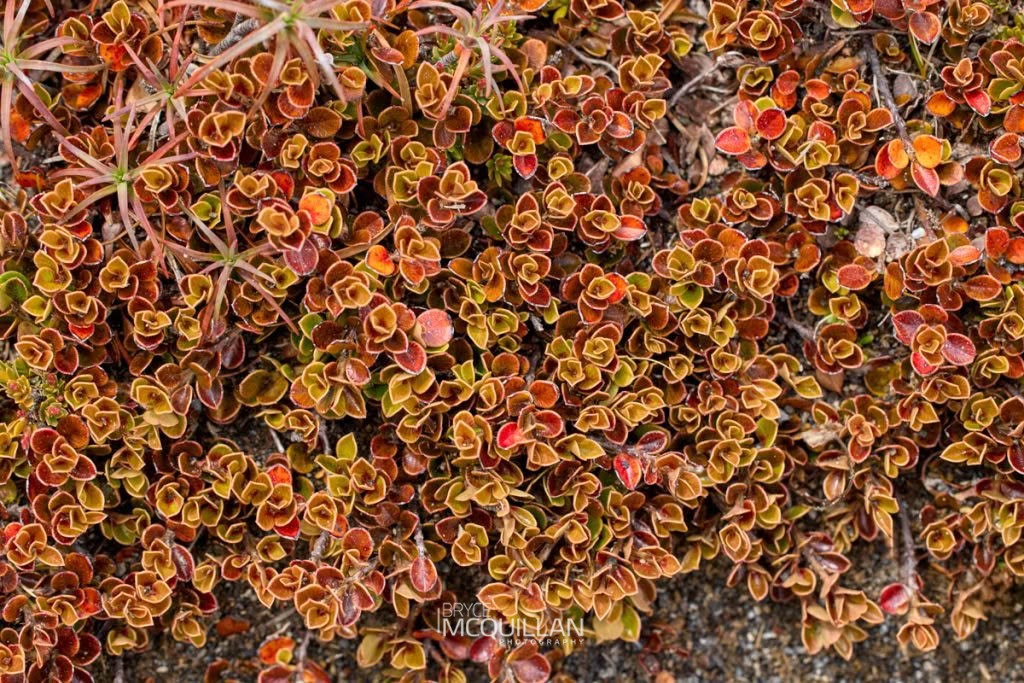 Creeping Mapou (Myrsine nummularia), Primulaceae, photographed in New Zealand by Bryce McQuillan