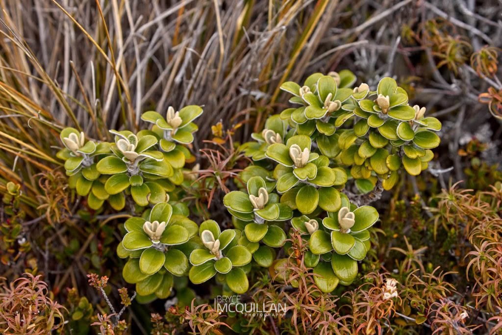 Brachyglottis bidwillii, photographed in New Zealand by Bryce McQuillan