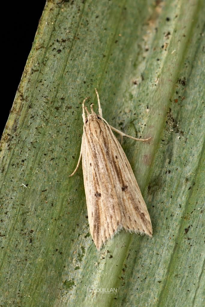 Donacostola notabilis, Depressariidae, photographed in New Zealand by Bryce McQuillan
