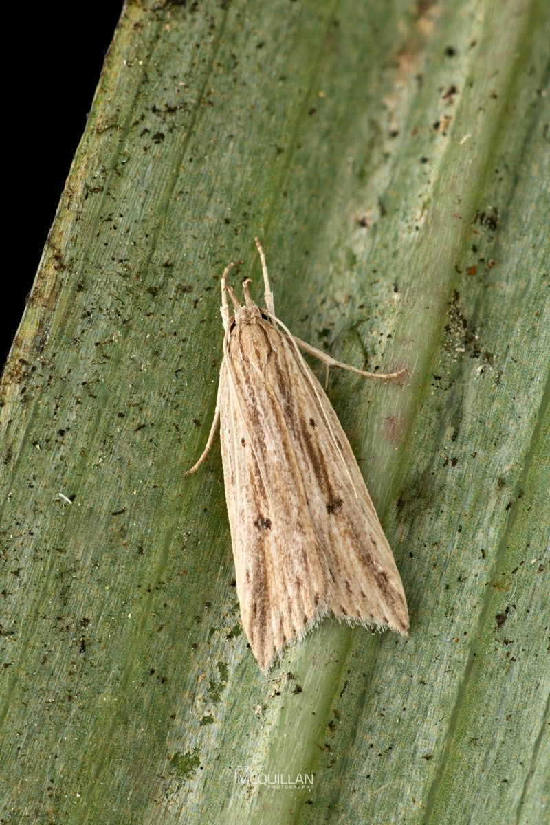 Donacostola notabilis, Depressariidae, photographed in New Zealand by Bryce McQuillan