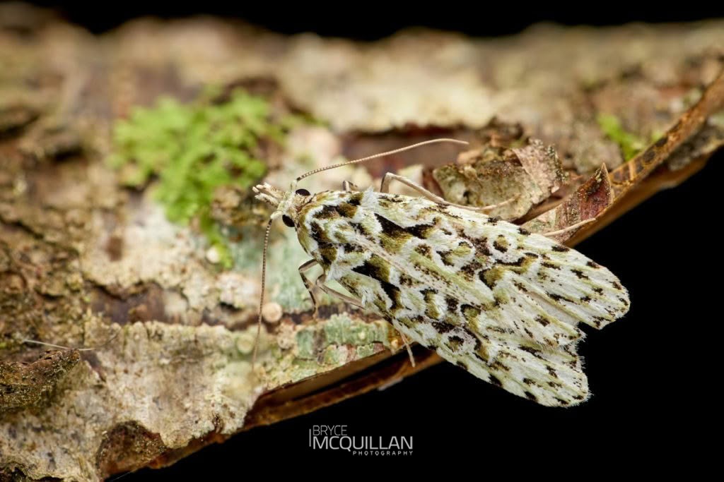 Lichen Snoutlet (Heterocrossa eriphylla), Carposinidae, photographed in New Zealand by Bryce McQuillan