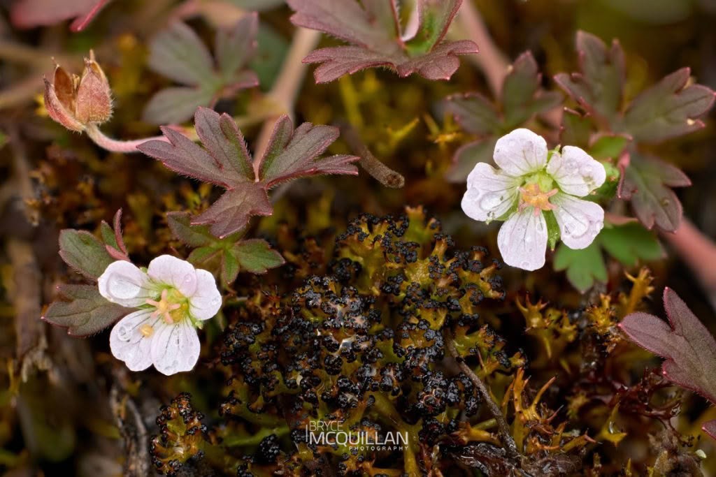 geraniums and cranesbills (Geranium microphyllum), Geraniaceae, photographed in New Zealand by Bryce McQuillan
