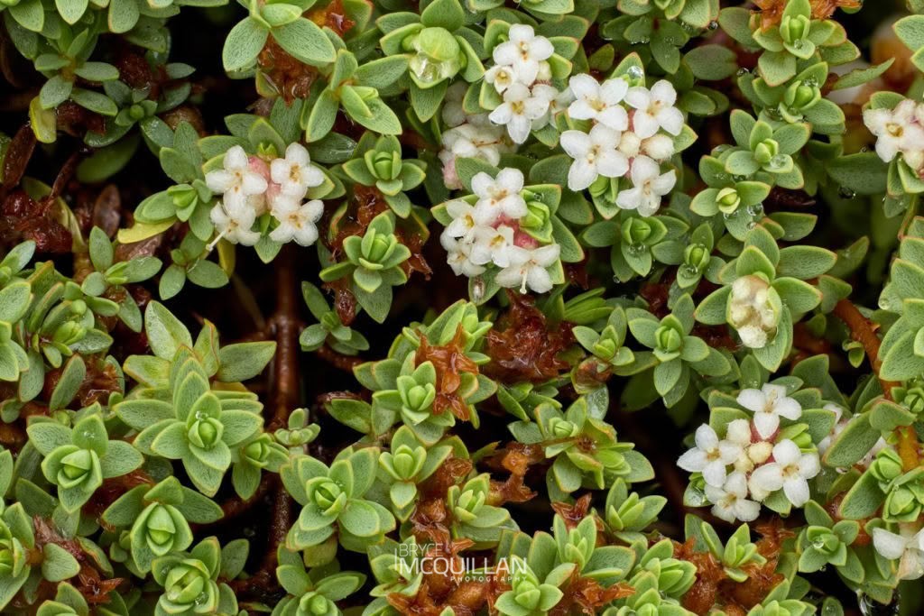 wharengarara (Pimelea prostrata), Thymelaeaceae, photographed in New Zealand by Bryce McQuillan