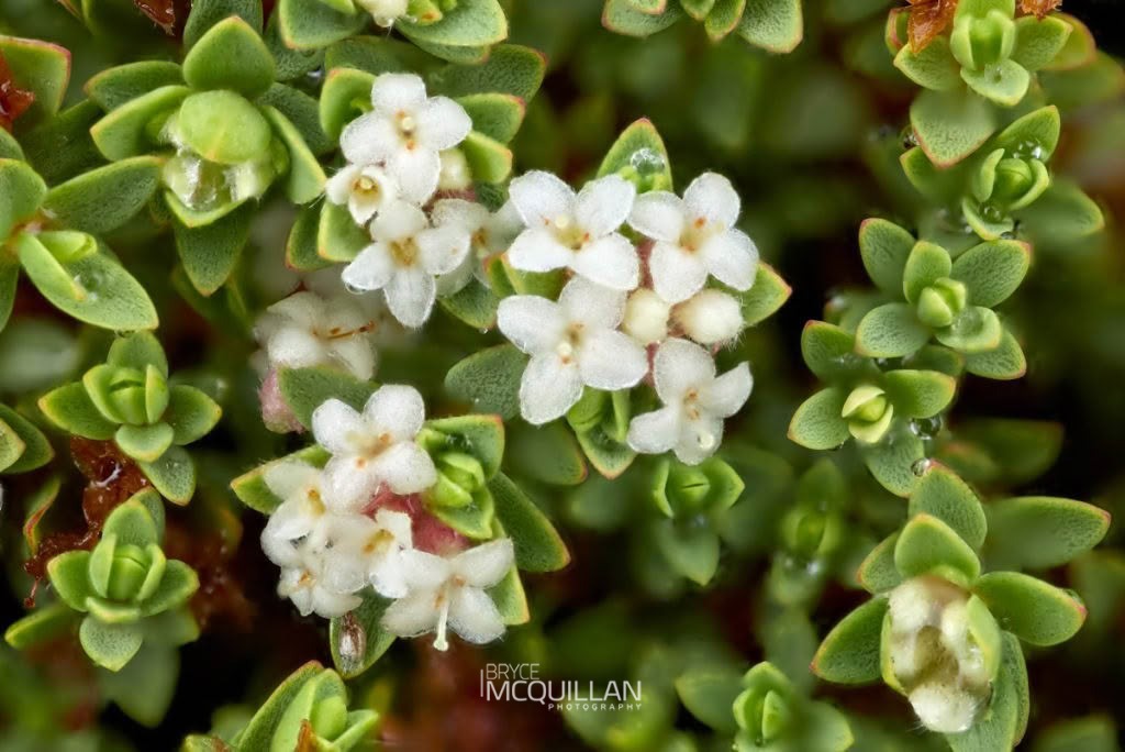 wharengarara (Pimelea prostrata), Thymelaeaceae, photographed in New Zealand by Bryce McQuillan