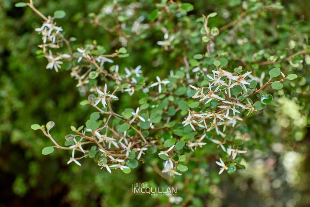 Shawia quinquevulnera, photographed in New Zealand by Bryce McQuillan
