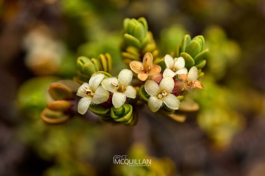 Pimelea microphylla, photographed in New Zealand by Bryce McQuillan