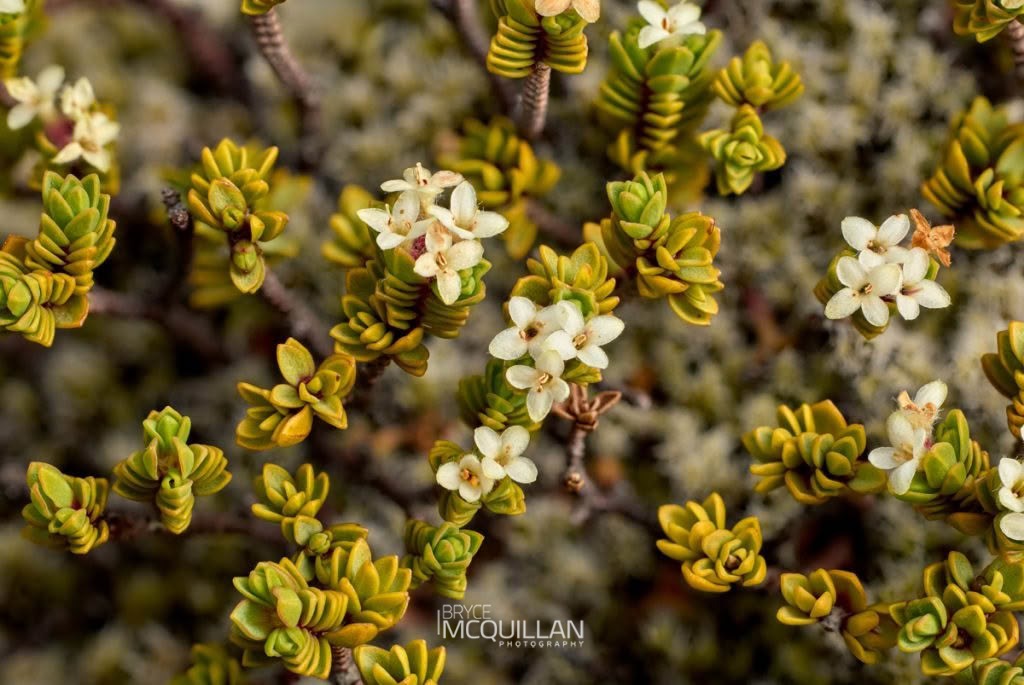 Pimelea microphylla, photographed in New Zealand by Bryce McQuillan