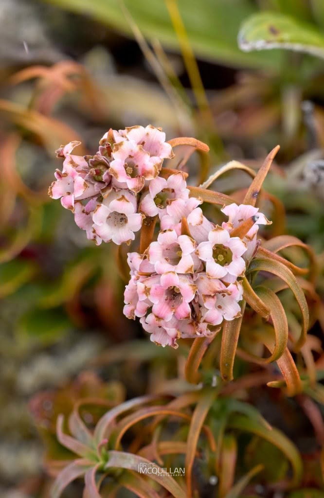 Dracophyllum recurvum, Ericaceae, photographed in New Zealand by Bryce McQuillan