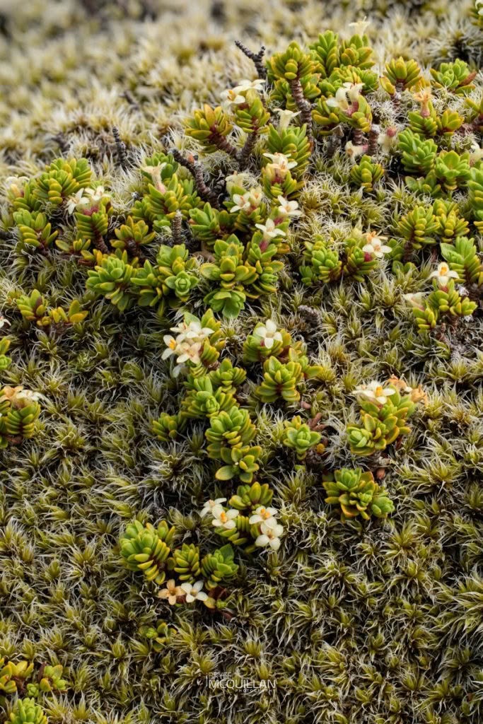 Pimelea microphylla, photographed in New Zealand by Bryce McQuillan