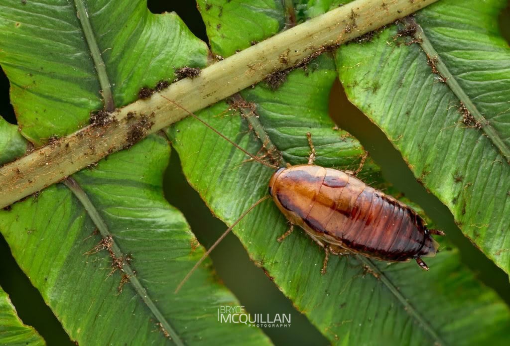Celatoblatta subcorticaria, Blattidae, photographed in New Zealand by Bryce McQuillan