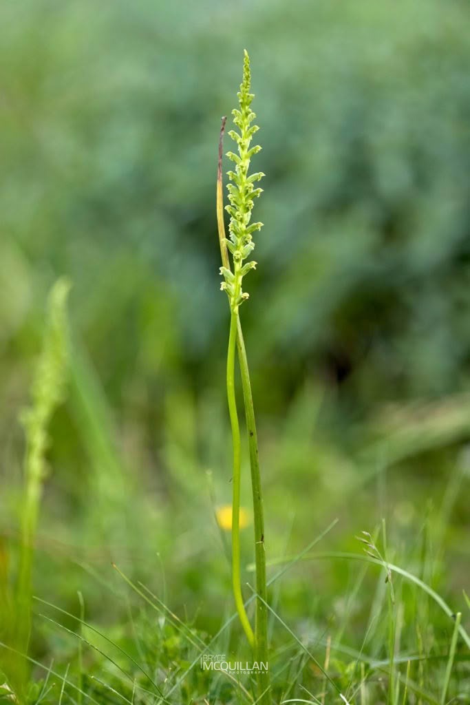 Maikaika (Microtis unifolia), Orchidaceae, photographed in New Zealand by Bryce McQuillan