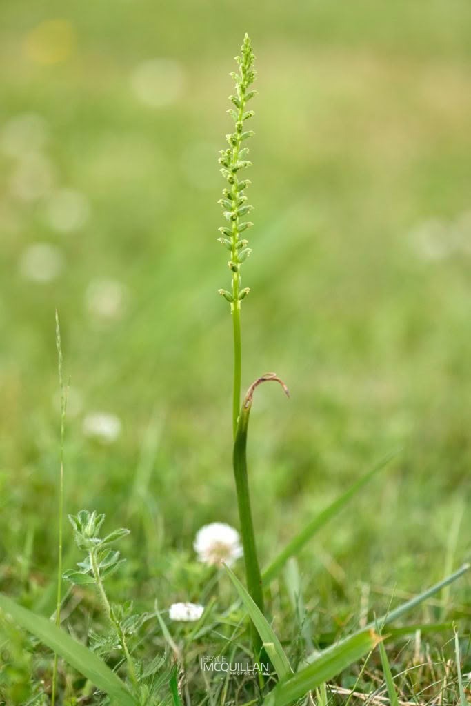 Maikaika (Microtis unifolia), Orchidaceae, photographed in New Zealand by Bryce McQuillan