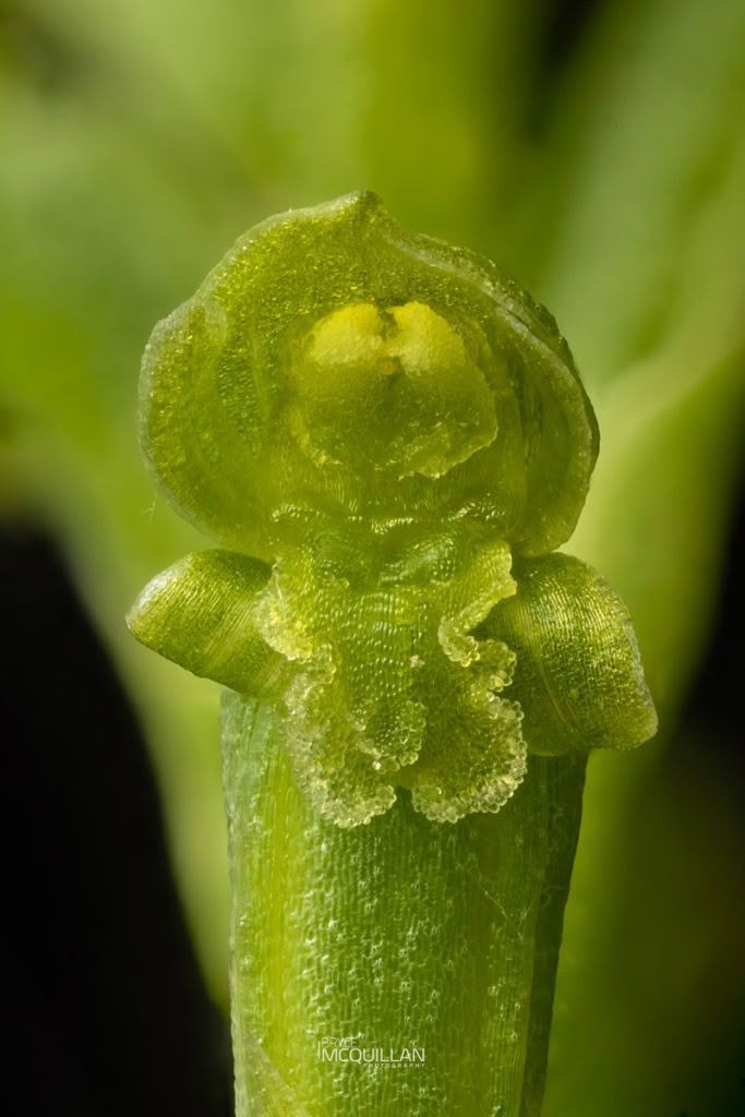 Maikaika (Microtis unifolia), Orchidaceae, photographed in New Zealand by Bryce McQuillan