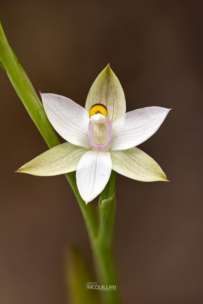 Common Sun Orchid (Thelymitra longifolia), Orchidaceae, photographed in New Zealand by Bryce McQuillan
