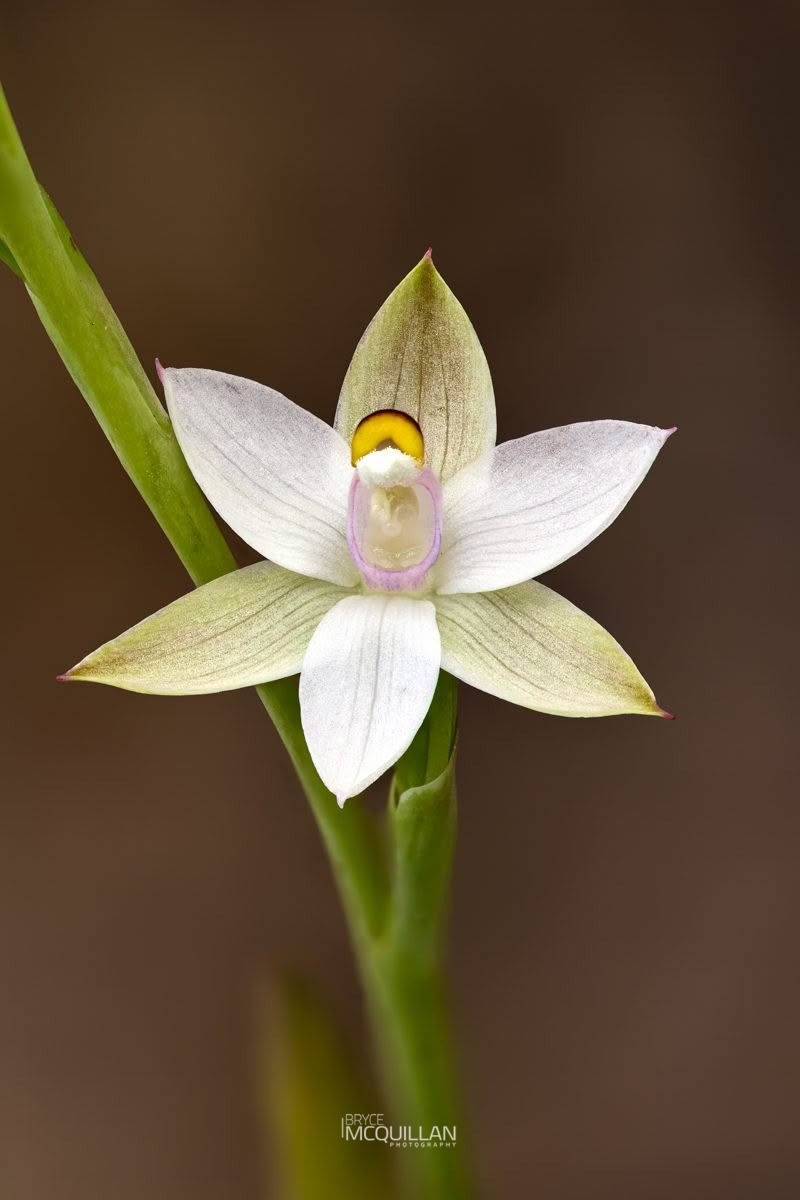 Common Sun Orchid (Thelymitra longifolia), Orchidaceae, photographed in New Zealand by Bryce McQuillan