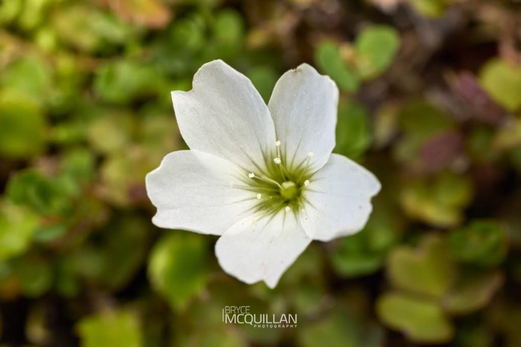 snowdrop woodsorrel (Oxalis magellanica), Oxalidaceae, photographed in New Zealand by Bryce McQuillan