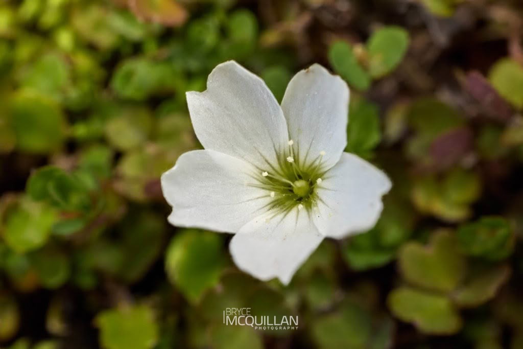 snowdrop woodsorrel (Oxalis magellanica), Oxalidaceae, photographed in New Zealand by Bryce McQuillan