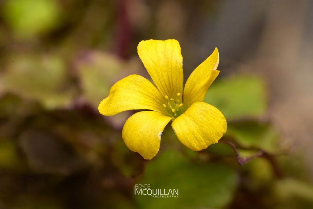 least yellow-sorrel (Oxalis exilis), photographed in New Zealand by Bryce McQuillan