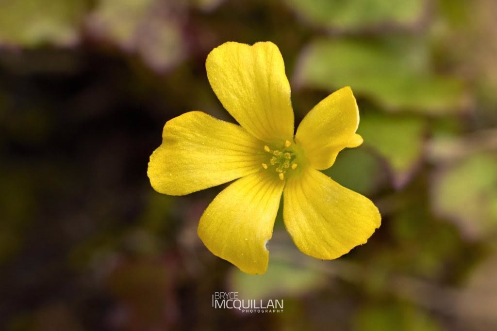 least yellow-sorrel (Oxalis exilis), photographed in New Zealand by Bryce McQuillan