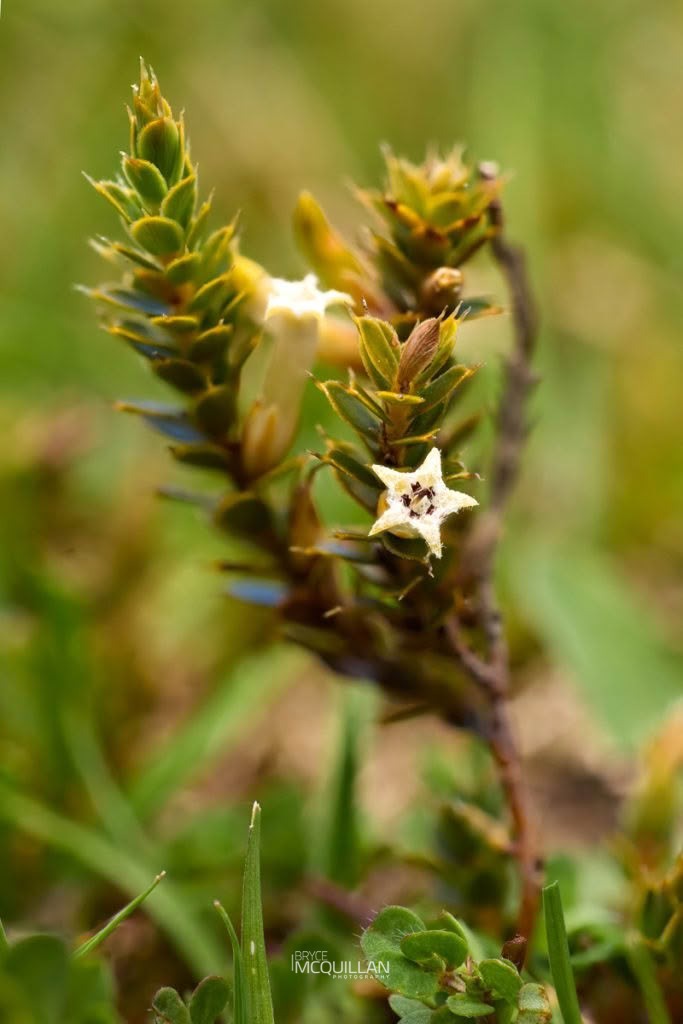 Patotara (Styphelia nesophila), Ericaceae, photographed in New Zealand by Bryce McQuillan