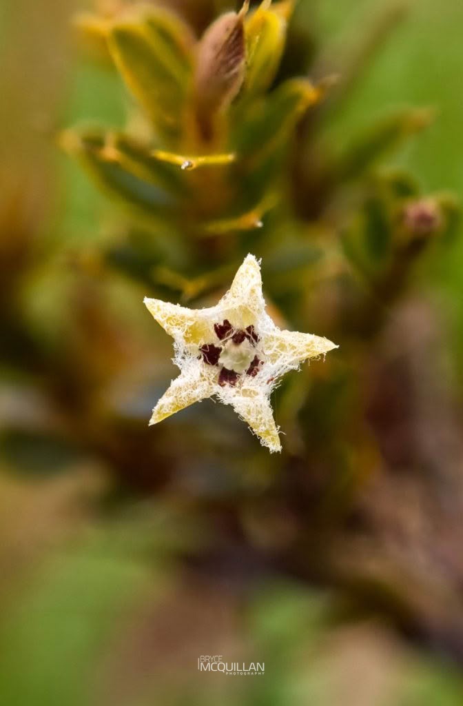 Patotara (Styphelia nesophila), Ericaceae, photographed in New Zealand by Bryce McQuillan