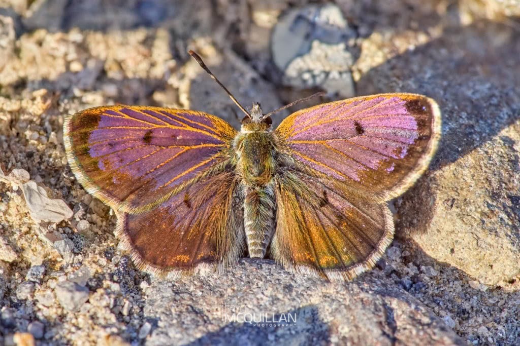 North Island Boulder Copper (Lycaena boldenarum), Lycaenidae, photographed in New Zealand by Bryce McQuillan