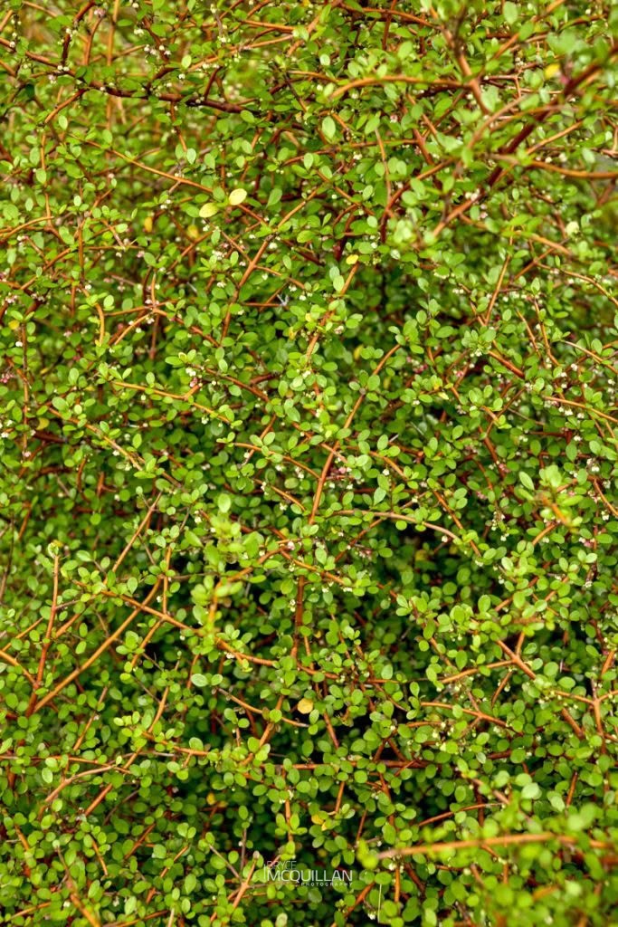 Mountain Wineberry (Aristotelia fruticosa), Elaeocarpaceae, photographed in New Zealand by Bryce McQuillan