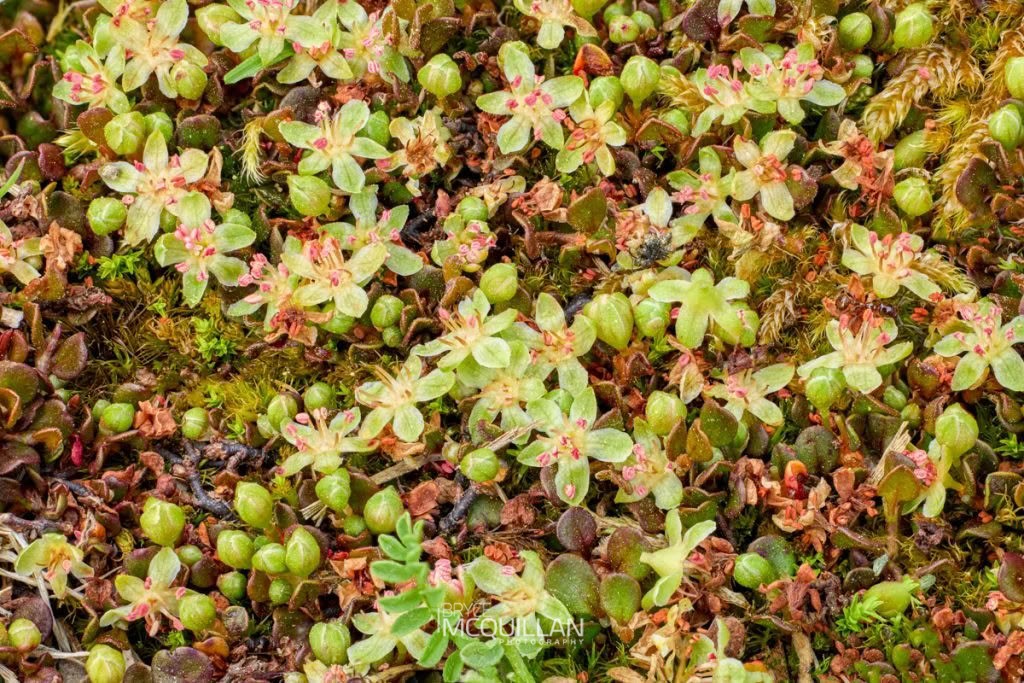 Creeping Wire Vine (Muehlenbeckia axillaris), photographed in New Zealand by Bryce McQuillan
