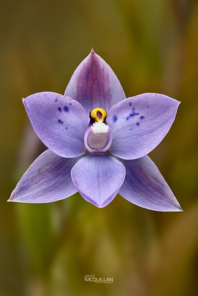 Spotted Sun Orchid (Thelymitra nervosa), Orchidaceae, photographed in New Zealand by Bryce McQuillan