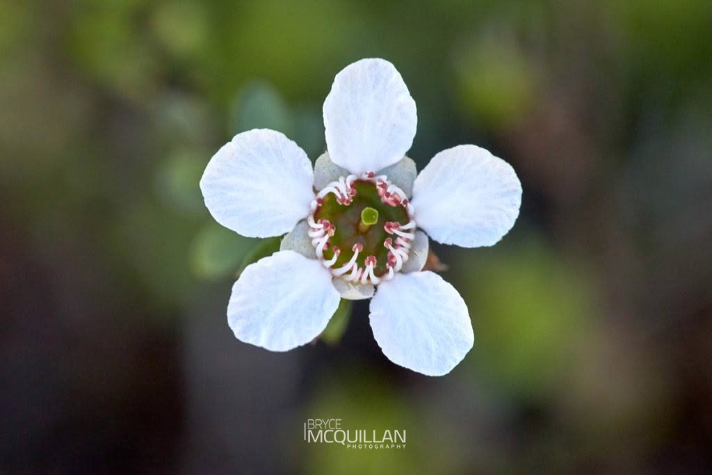 Mānuka (Leptospermum scoparium), Myrtaceae, photographed in New Zealand by Bryce McQuillan