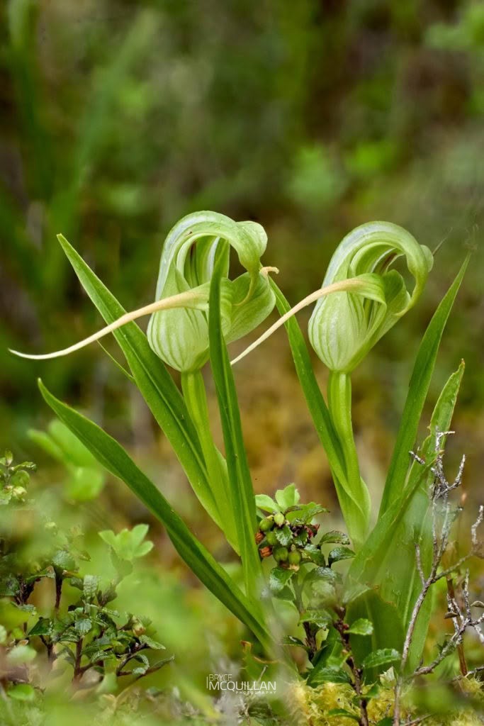 Tutukiwi (Pterostylis patens), Orchidaceae, photographed in New Zealand by Bryce McQuillan