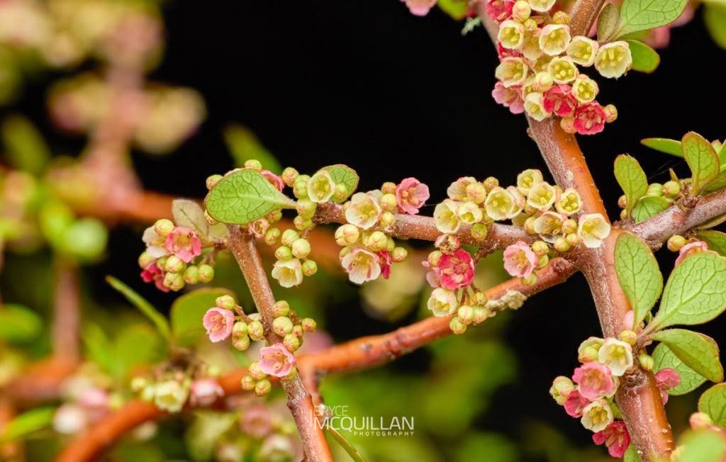 Mountain Wineberry (Aristotelia fruticosa), Elaeocarpaceae, photographed in New Zealand by Bryce McQuillan