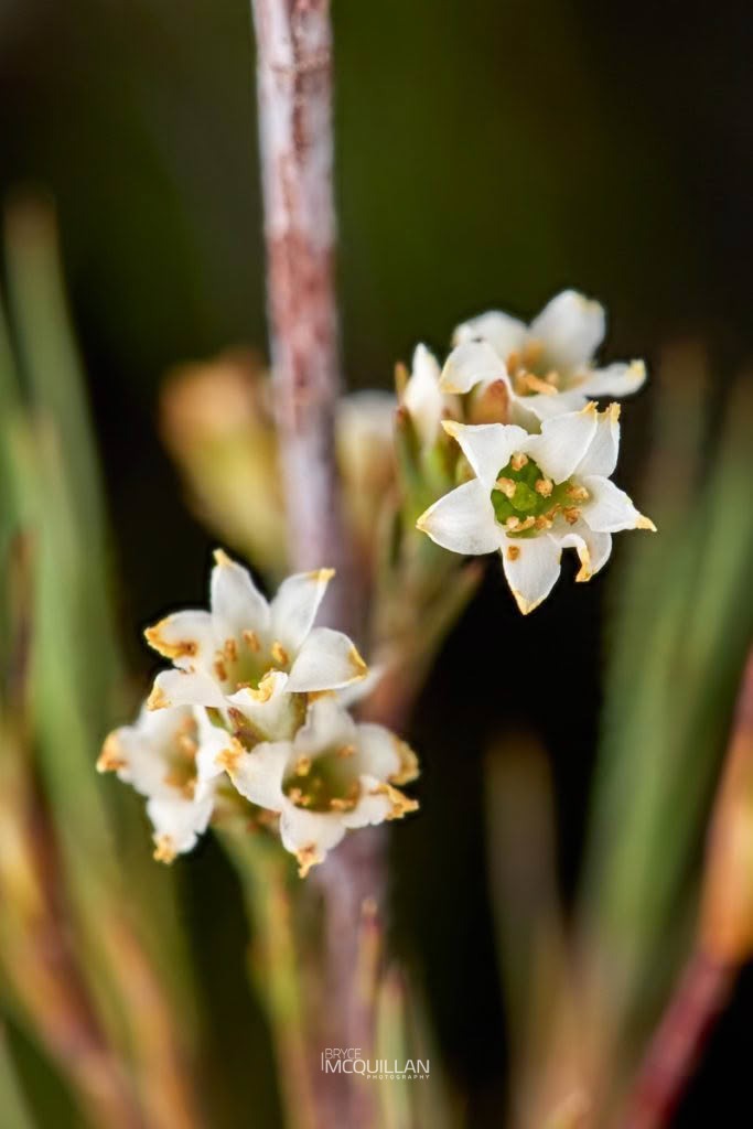 Dracophyllum filifolium, photographed in New Zealand by Bryce McQuillan