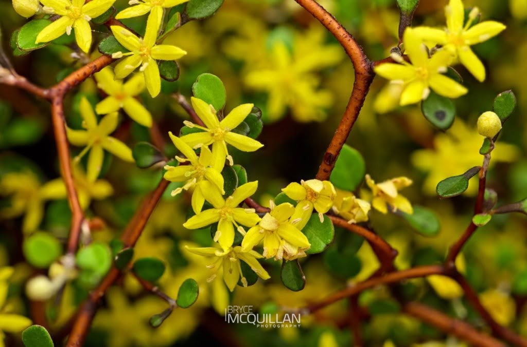 Korokio (Corokia cotoneaster), Argophyllaceae, photographed in New Zealand by Bryce McQuillan