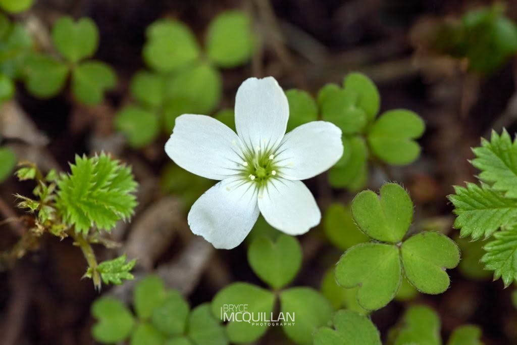 snowdrop woodsorrel (Oxalis magellanica), Oxalidaceae, photographed in New Zealand by Bryce McQuillan