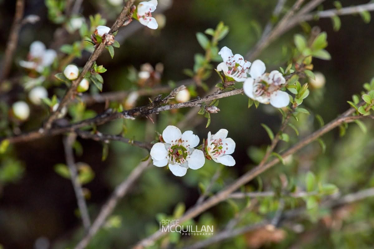 Mānuka (Leptospermum scoparium), Myrtaceae, photographed in New Zealand by Bryce McQuillan