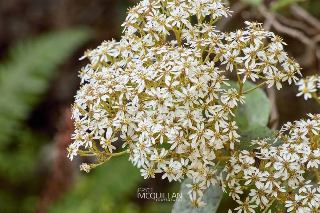 Common tree daisy (Olearia arborescens), Asteraceae, photographed in New Zealand by Bryce McQuillan