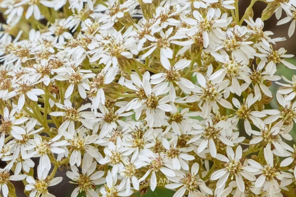 Common tree daisy (Olearia arborescens), Asteraceae, photographed in New Zealand by Bryce McQuillan