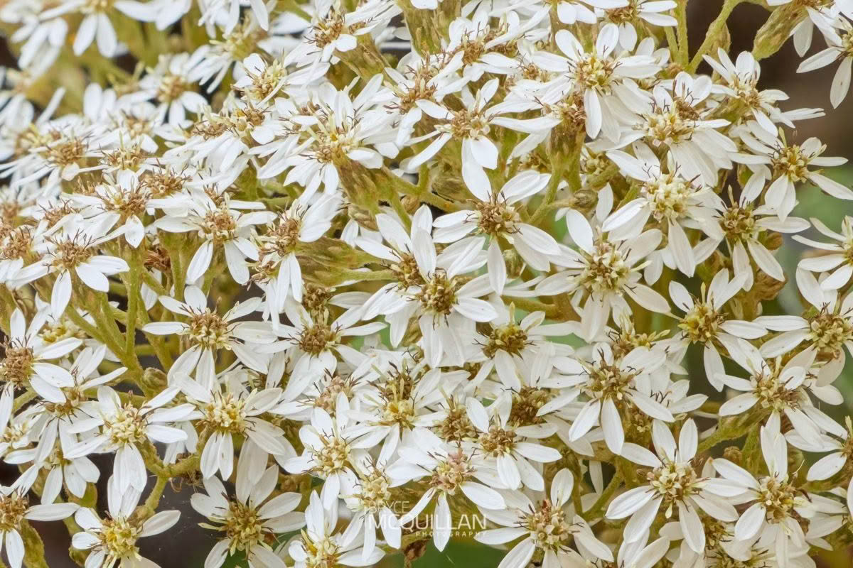 Common tree daisy (Olearia arborescens), Asteraceae, photographed in New Zealand by Bryce McQuillan