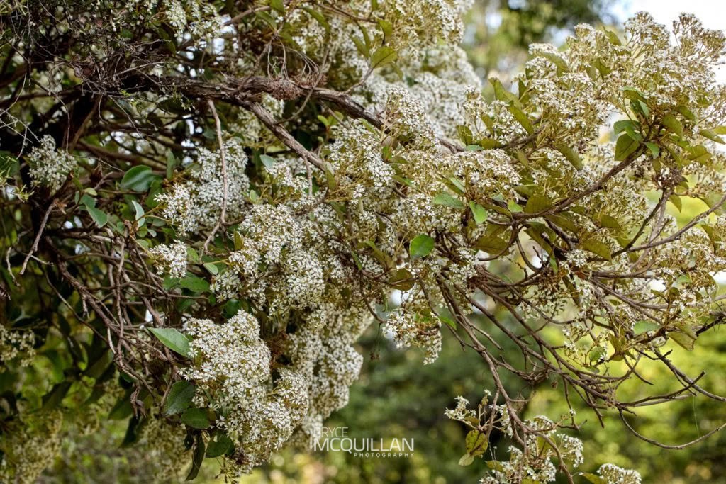 Common tree daisy (Olearia arborescens), Asteraceae, photographed in New Zealand by Bryce McQuillan