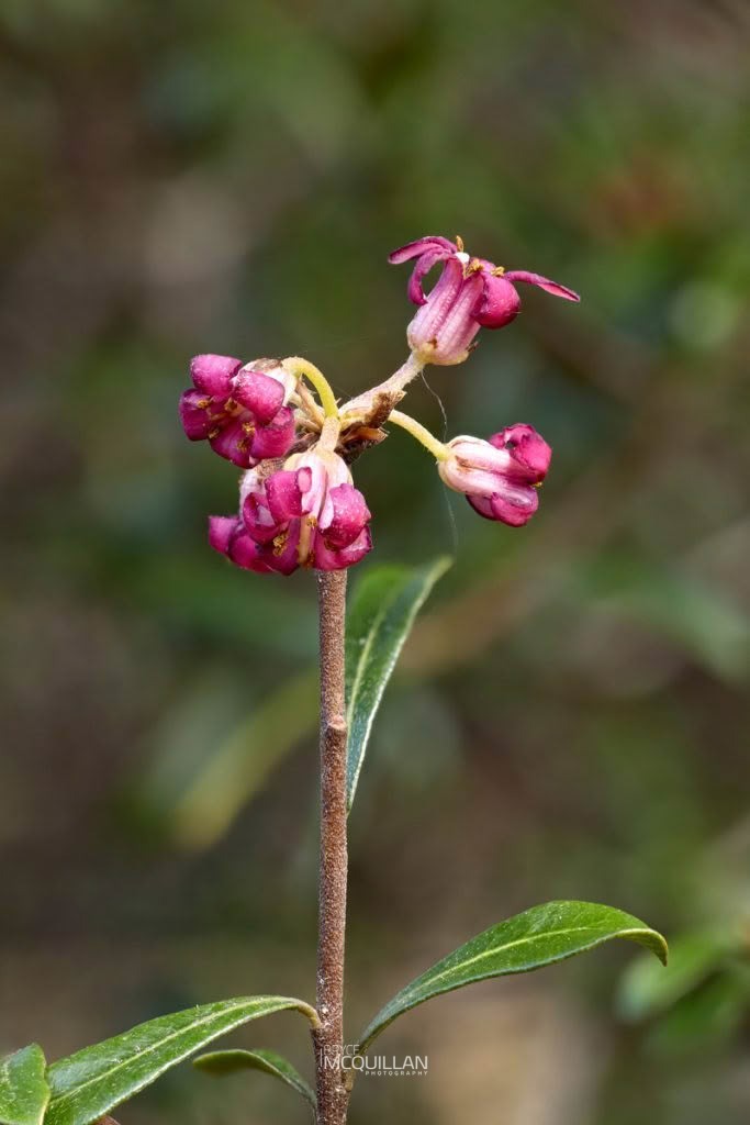 Pittosporum turneri, Pittosporaceae, photographed in New Zealand by Bryce McQuillan