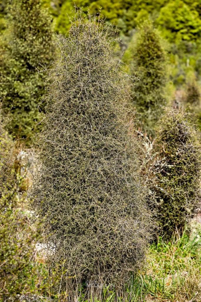 Pittosporum turneri, Pittosporaceae, photographed in New Zealand by Bryce McQuillan