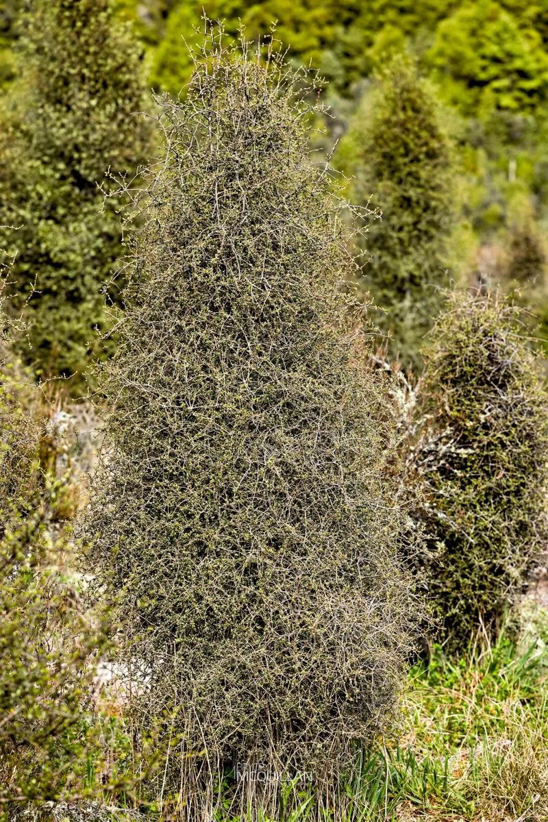 Pittosporum turneri, Pittosporaceae, photographed in New Zealand by Bryce McQuillan