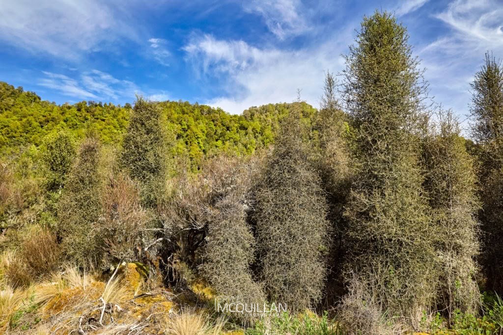 Pittosporum turneri, Pittosporaceae, photographed in New Zealand by Bryce McQuillan