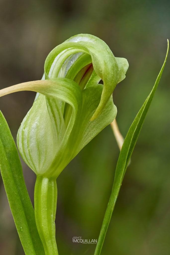 Tutukiwi (Pterostylis patens), Orchidaceae, photographed in New Zealand by Bryce McQuillan